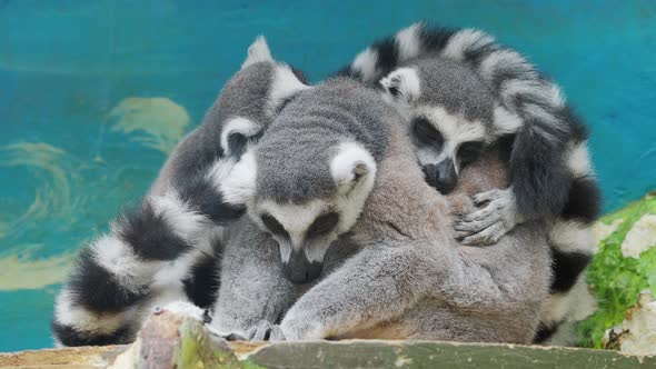 Group of Sleeping Ring-tailed Lemur, Lemur Catta, Large Strepsirrhine Primate. alt