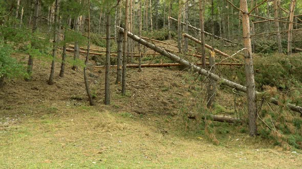 Forest With Trees Felled Due To The Storm 4k