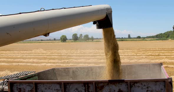 Wheat Grain Falling From Combine Auger Into Grain Cart. Combine Harvester Unloading Wheat alt