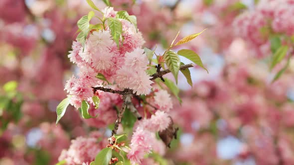 Pink Sakura Flower Cherry Blossom Himalayan Cherry Blossom Swaying in Wind Closeup