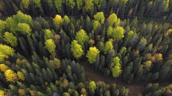 Summer Early Autumn in Forest Aerial Top View