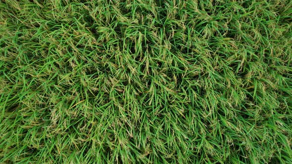 4K Aerial view of agriculture in rice fields for cultivation. alt