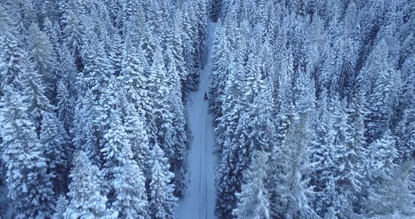 Winter Forest Shooting With A Drone