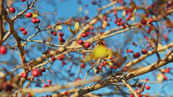 Rosehip Bushes Branch Over Nice Lakeshore Landscape alt