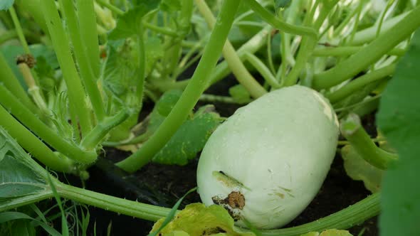 Ripe Vegetable Marrows on a Bush in the Garden