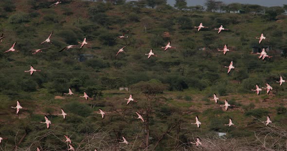 Lesser Flamingo, phoenicopterus minor, Group in Flight, Taking off from Water alt