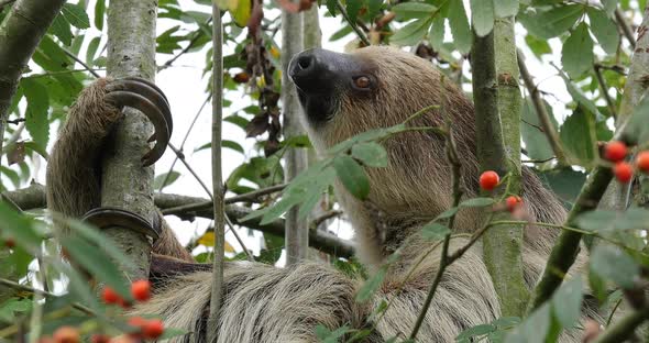 Two Toed Sloth, choloepus didactylus, Adult Hanging from Branch, Moving, Real Time 4K alt