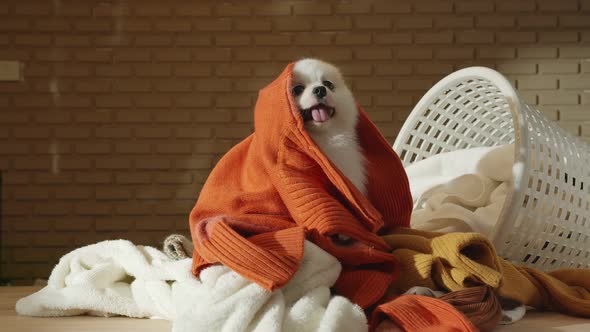 little lap dog messy playing fold cloths basket on wooden laundry table home concept background alt