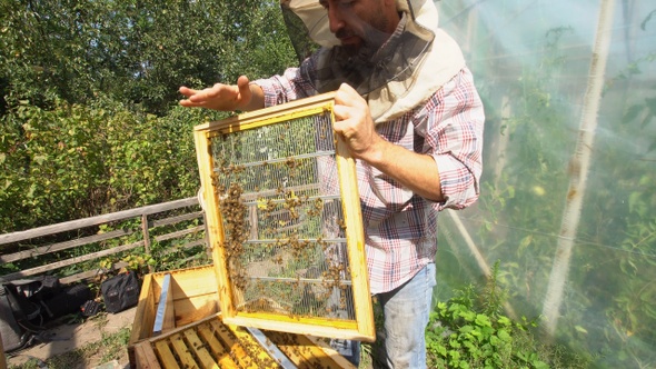 beekeeper holding a framework full of bees