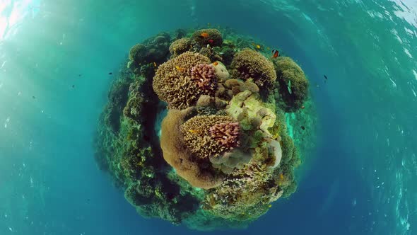 Coral Reef and Tropical Fish alt