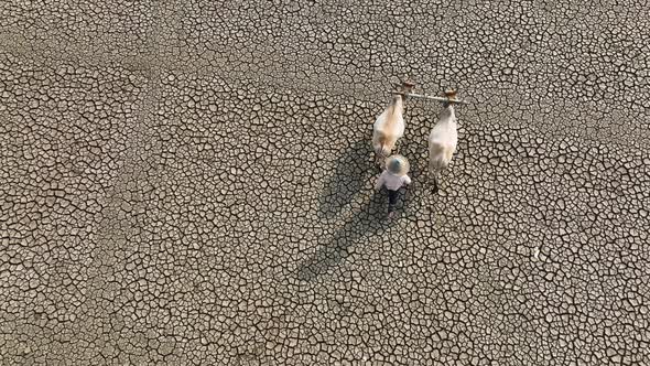 Aerial view of a farmer in a dry field with cattle, Bangladesh. alt