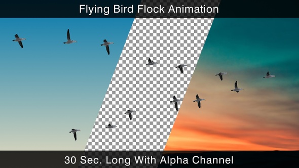 Flying Bird Flock