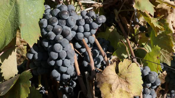 Juicy autumn grapes in a vineyard close-up 4K footage alt