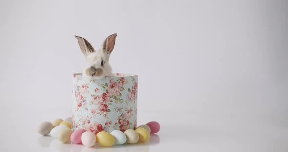 A Cute Bunny Comes Out of a Gift Box on a White Background alt