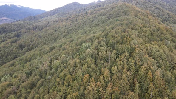 Nature of Ukraine: Carpathian Mountains Slow Motion. Aerial View alt