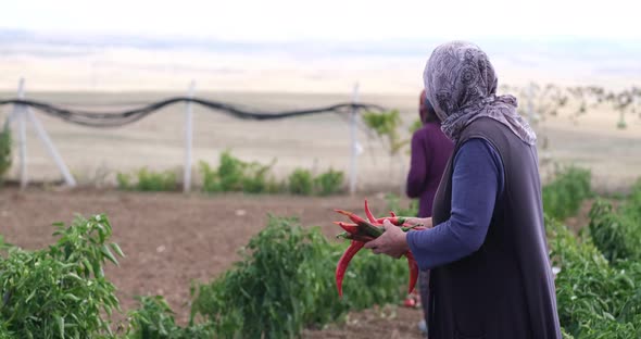 On a sunny day, a farmer's family picks red chili peppers in a greenhouse.