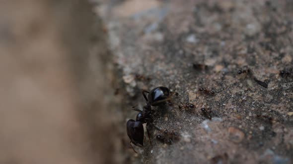 Black House Ant teamwork walking work in the nature alt