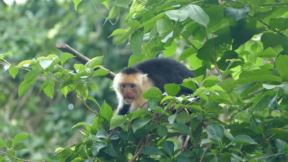 Capuchin monkey jumping angry around in the forest  alt