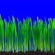 Grass And Oat  Growing Time Lapse. Footage With Alpha Channel - VideoHive Item for Sale