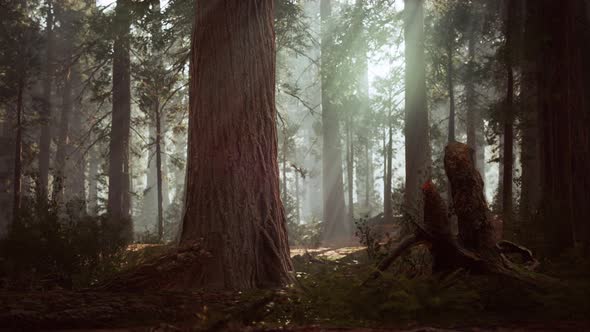 Giant Sequoias in the Giant Forest Grove in the Sequoia National Park alt