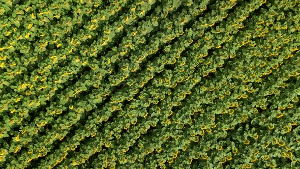 Top Down View Into Agriculture Field with Blooming Sunflowers alt