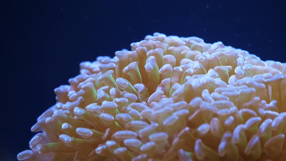Euphyllia  Large-polyped Stony Coral. alt