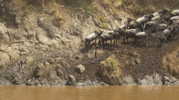Wildebeests on a river bank alt