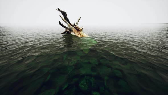 Dead Tree Branches in the Water with Fog alt