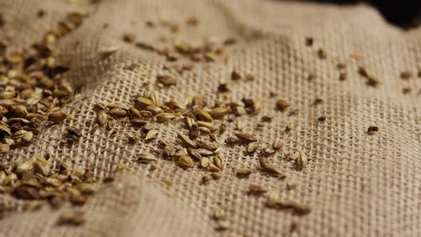 Rotating shot of barley and other beer brewing ingredients - BEER BREWING alt