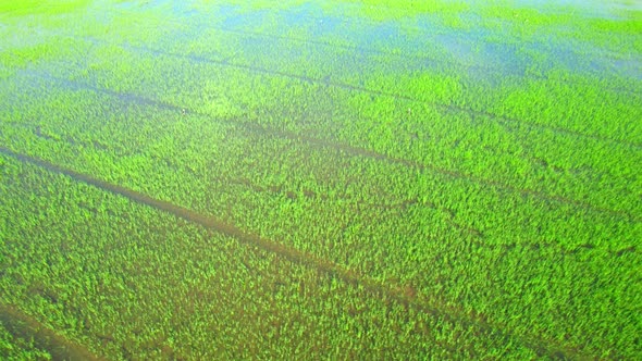 4K Aerial view of agriculture in rice sapling fields for cultivation alt