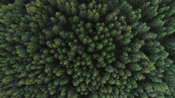 Aerial View of Forest in Sweden