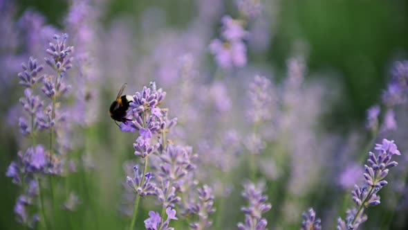 Close Up of One Honey Bee Flying Around Lavander Flowers Bee Collecting Nectar Pollen on Spring
