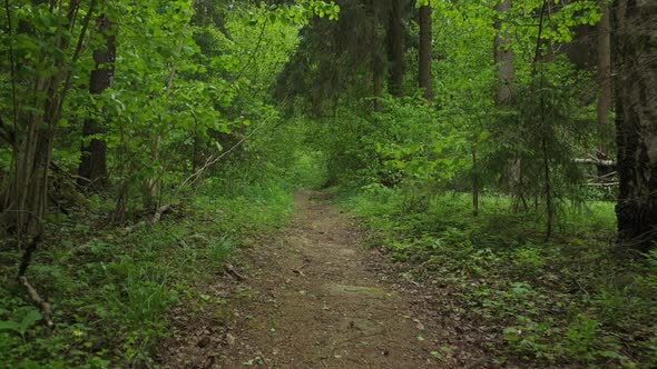 First Person View of Walking on Path in Forest Hiking Among Green Trees