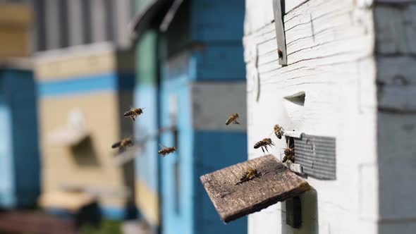 Bees Bring Nectar To Their Hive for Honey and Honeycombs Spring, a Warm Sunny Day, Season, Organic alt