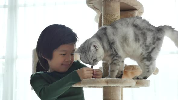 Cute Asian Child Feeding American Shorthair Cats At Home Slow Motion 5 alt