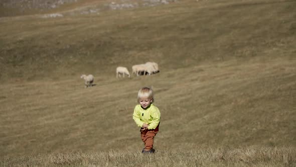 Little Blond Boy Stay the Field with Sheep alt