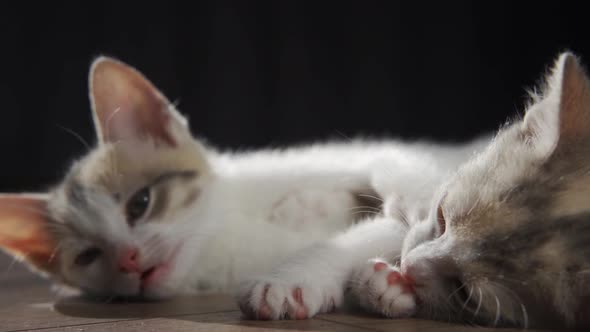 Sleepy Kittens Lick Each Other