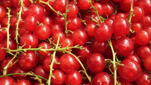 Rotating Red Currant