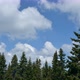 Clouds Over Evergreen Trees - VideoHive Item for Sale