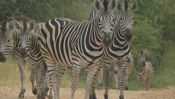Tilt revealing herd of zebras in gravel road in Africa alt