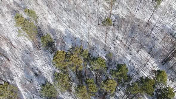 Winter Forest Top View, Drone Shooting, Trees Top View, Russian Forest alt
