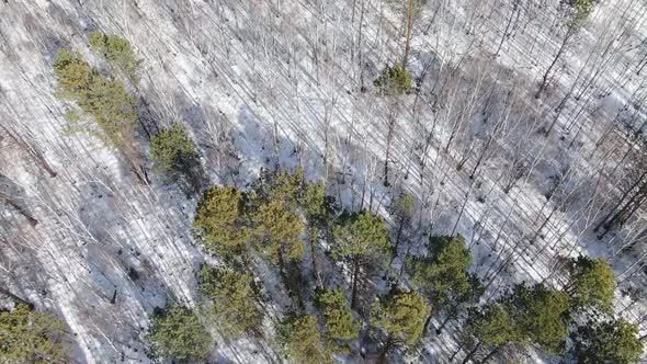 Winter Forest Top View, Drone Shooting, Trees Top View, Russian Forest