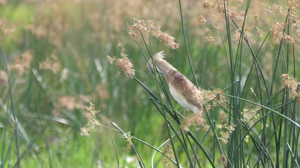 Squacco Heron at Moremi Game Reserve alt