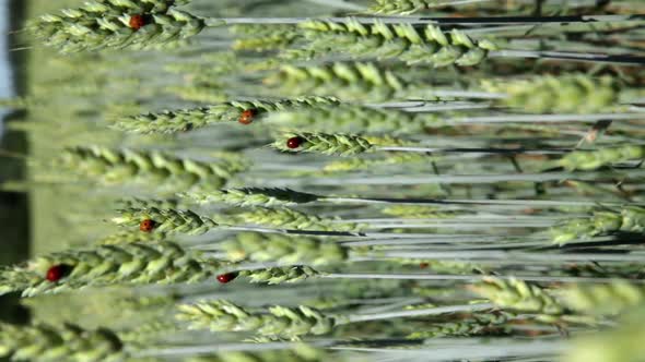 Barley with ladybirds in summer three, vertical orientation alt