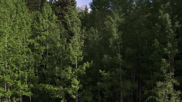 Rising aerial view of aspen trees to reveal mountain tops. alt