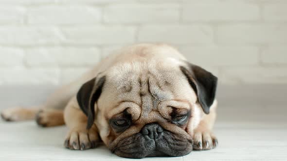 Cute Pug Sleeping on the Floor alt