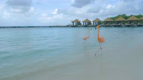 Aruba Beach with Pink Flamingos at the Beach Flamingo at the Beach in Aruba Island Caribbean alt