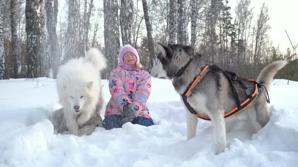 Child Plays with Samoyed and Malamute Dog on Snow alt
