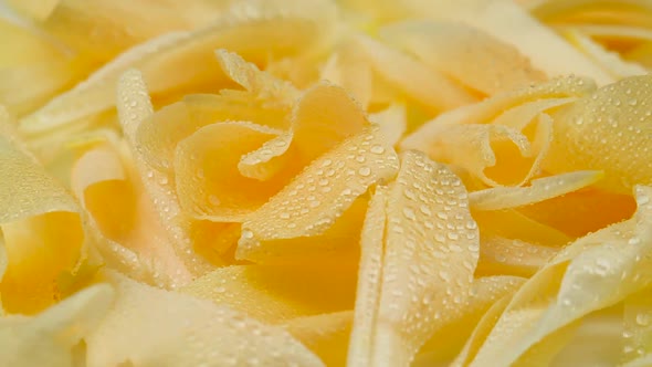 Yellow Peony Petals Rotating Background in Macro Shot. Cream Flower Blossoms Moving in Slow Motion alt