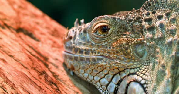 Iguana also known as Common iguana or American iguana. Selective focus.